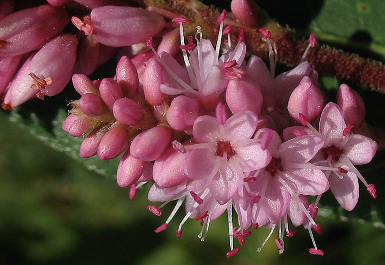 Detailed Picture 1 of Persicaria amphibia