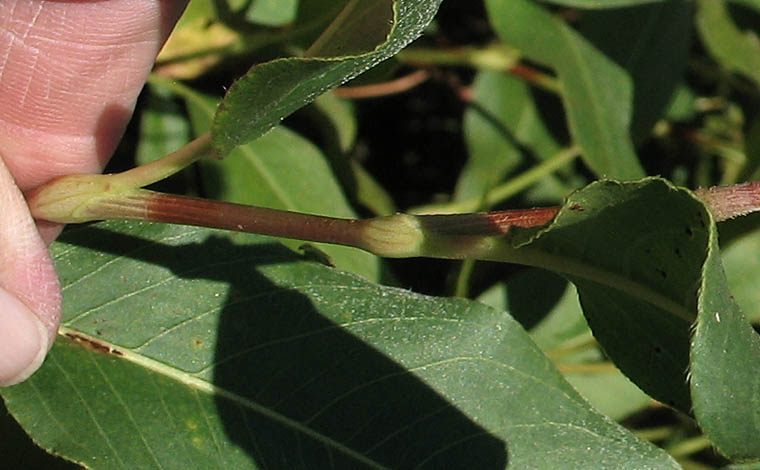 Detailed Picture 4 of Persicaria amphibia