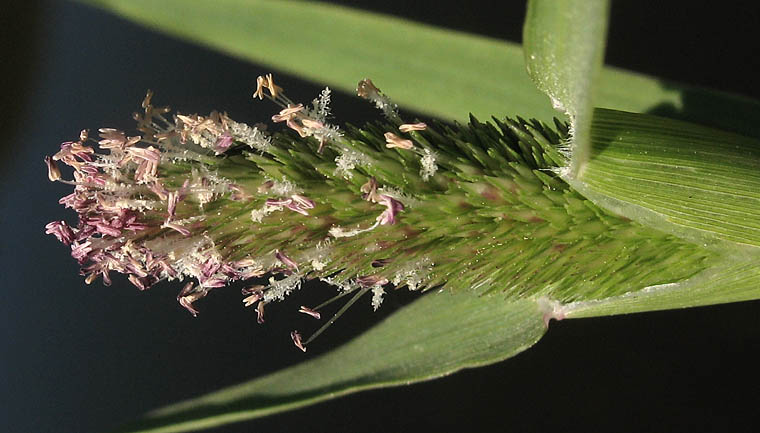 Detailed Picture 1 of Crypsis schoenoides