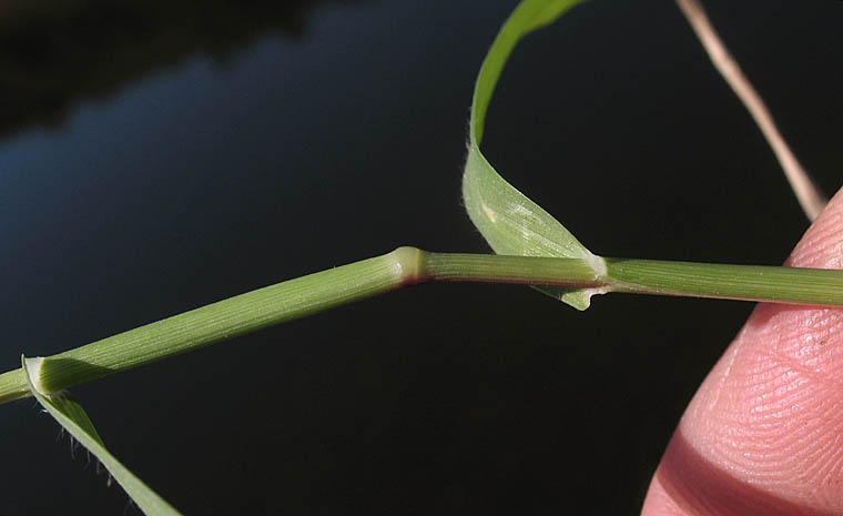 Detailed Picture 6 of Crypsis schoenoides