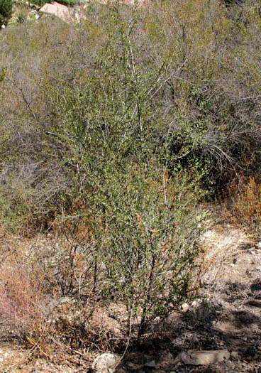 Detailed Picture 7 of Ceanothus cuneatus var. cuneatus