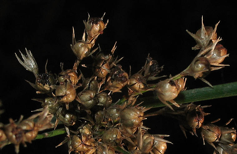 Detailed Picture 7 of Juncus patens