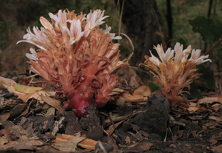 Detailed Picture 4 of Aphyllon vallicolum