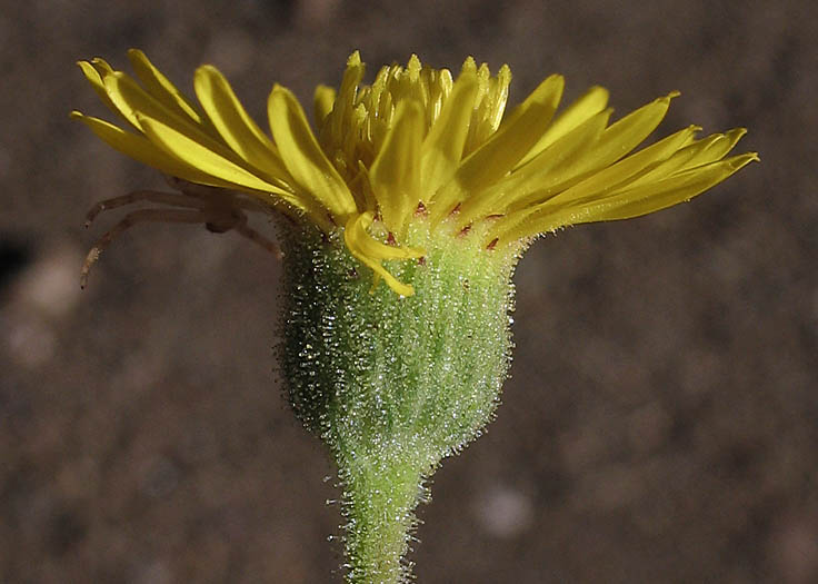 Detailed Picture 2 of Heterotheca grandiflora