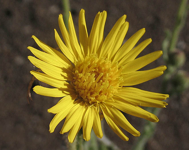 Detailed Picture 1 of Heterotheca grandiflora