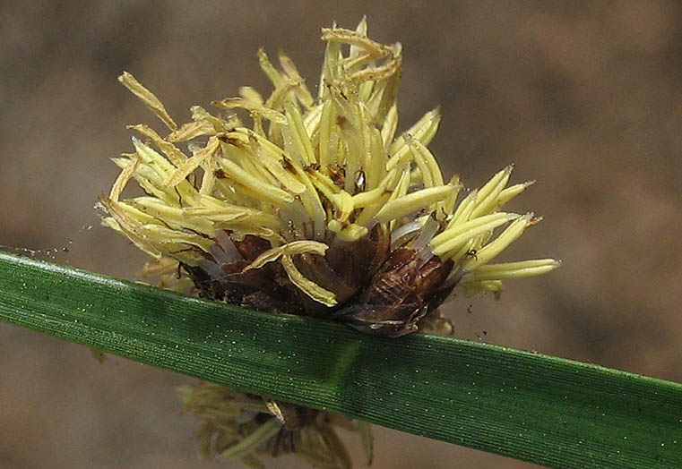 Detailed Picture 2 of Schoenoplectus americanus