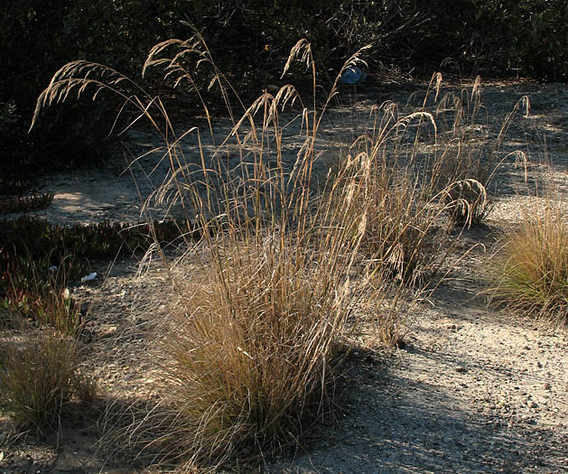 Detailed Picture 4 of Stipa miliacea var. miliacea