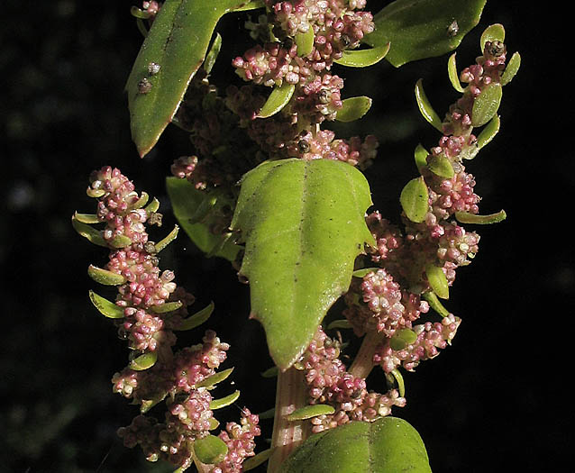 Detailed Picture 3 of Chenopodium macrospermum