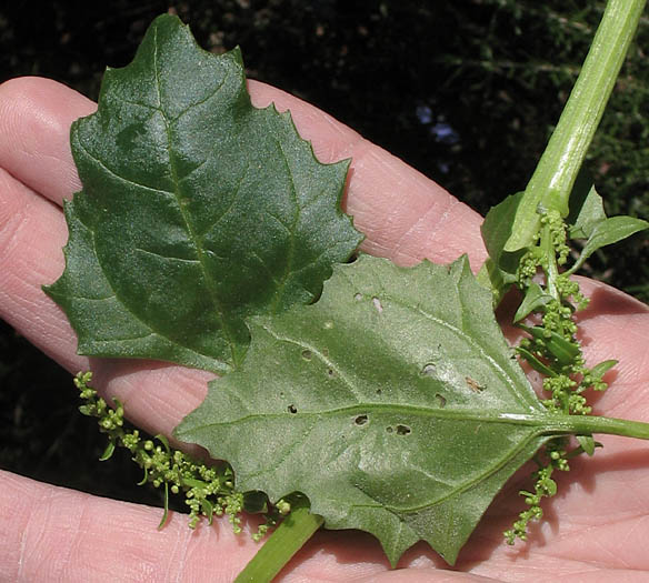 Detailed Picture 7 of Chenopodium macrospermum