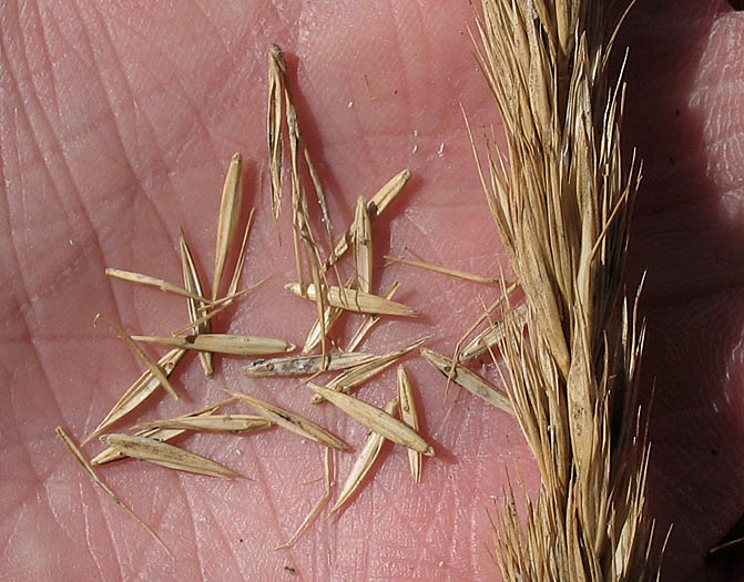 Detailed Picture 9 of Elymus condensatus