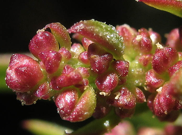 Detailed Picture 1 of Chenopodium macrospermum