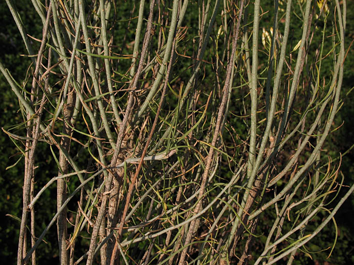 Detailed Picture 7 of Ericameria nauseosa var. mohavensis