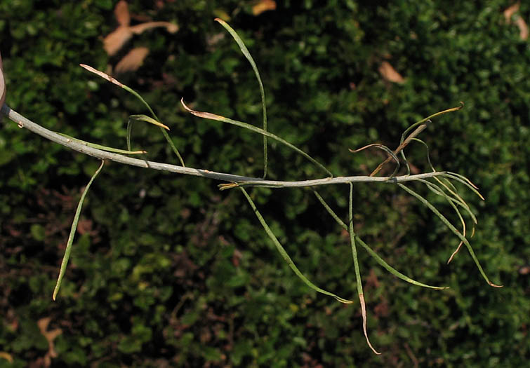 Detailed Picture 8 of Ericameria nauseosa var. mohavensis