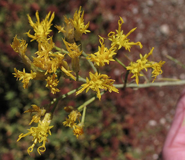 Detailed Picture 4 of Ericameria nauseosa var. mohavensis