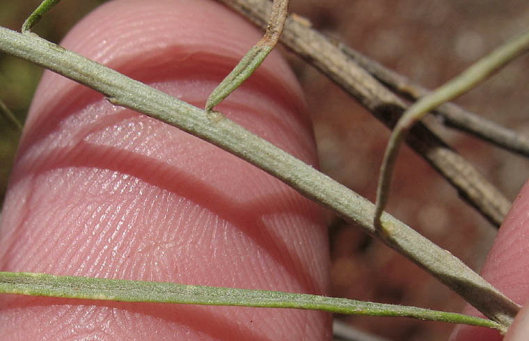 Detailed Picture 9 of Ericameria nauseosa var. mohavensis