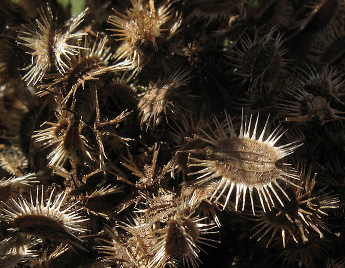 Detailed Picture 9 of Daucus carota