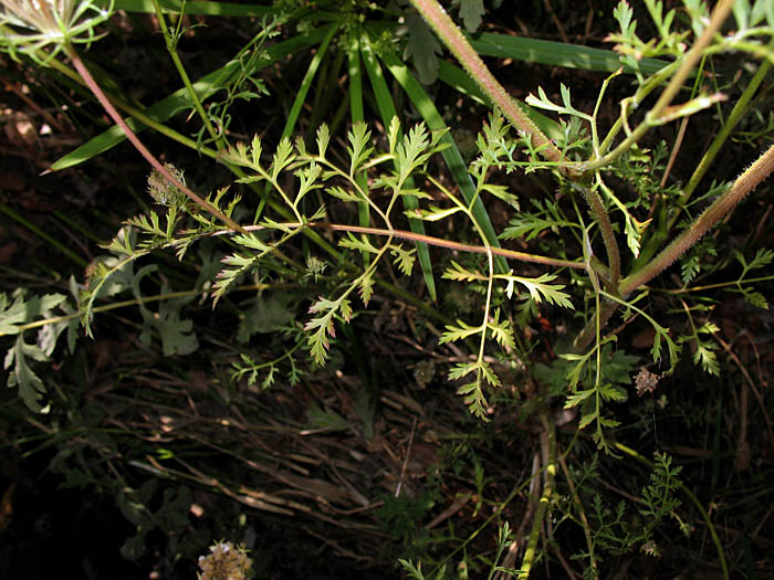 Detailed Picture 8 of Daucus carota