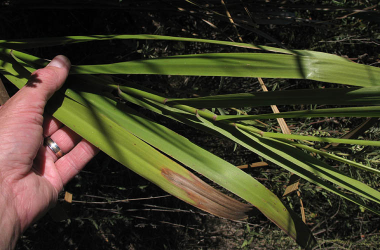 Detailed Picture 7 of Elymus condensatus