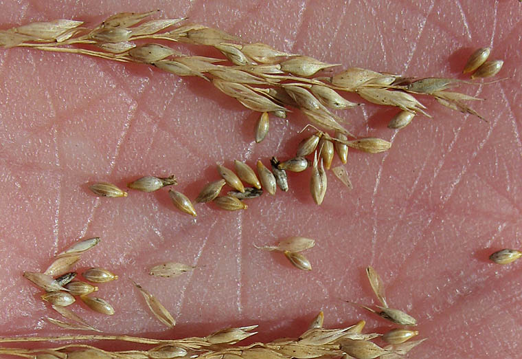 Detailed Picture 7 of Stipa miliacea var. miliacea