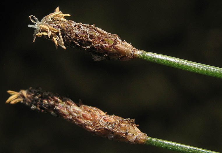 Detailed Picture 2 of Eleocharis parishii