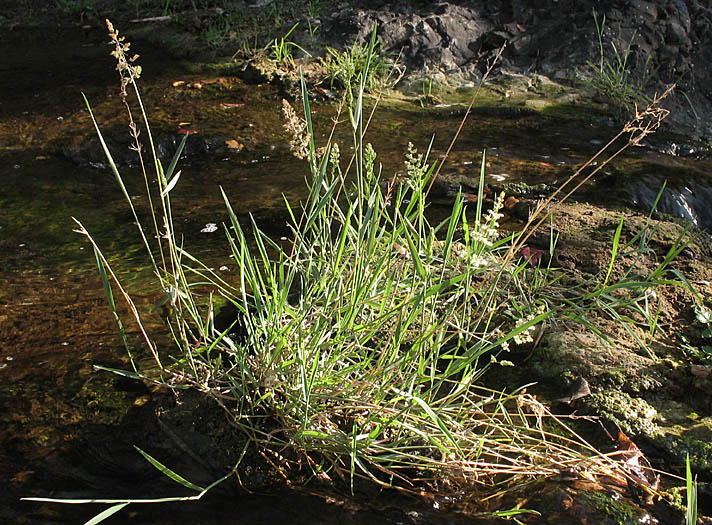 Detailed Picture 6 of Polypogon viridis