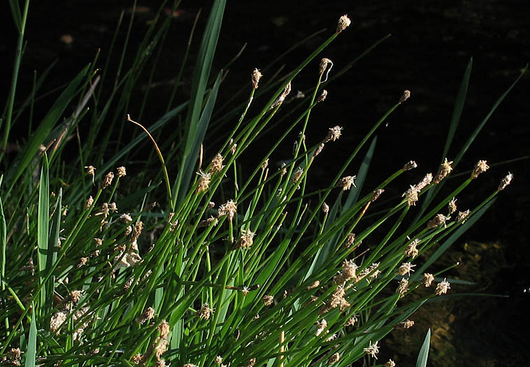 Detailed Picture 3 of Eleocharis parishii