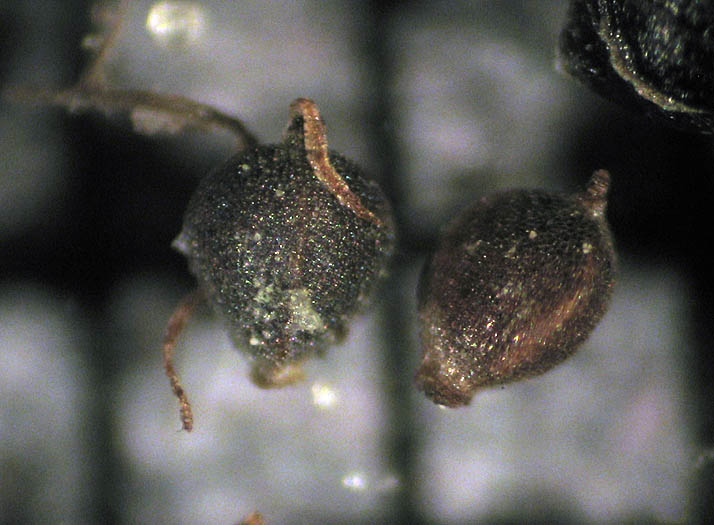 Detailed Picture 8 of Isolepis cernua