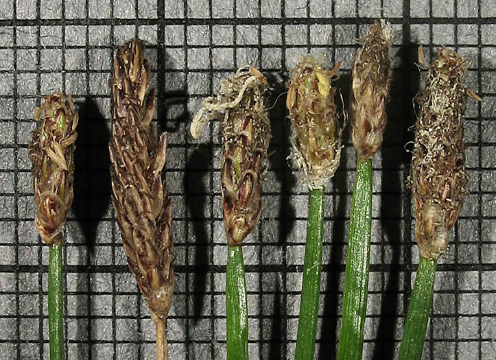 Detailed Picture 5 of Eleocharis parishii