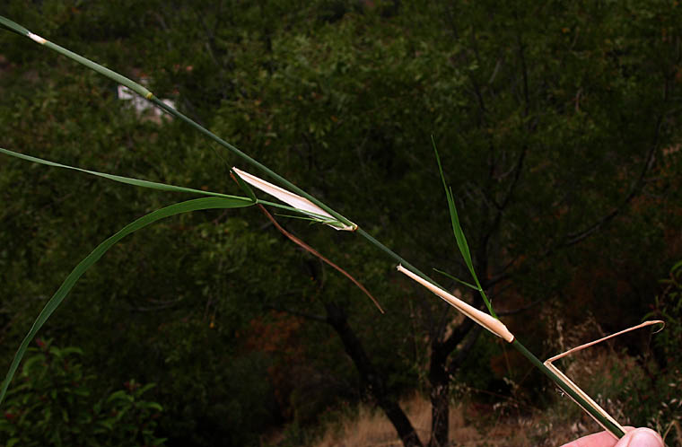 Detailed Picture 5 of Stipa miliacea var. miliacea