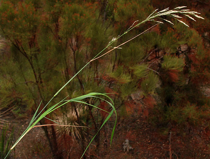 Detailed Picture 3 of Stipa miliacea var. miliacea