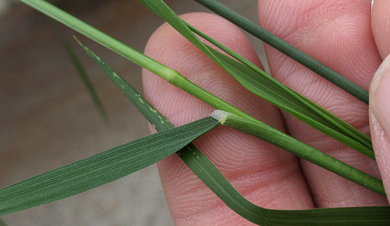 Detailed Picture 6 of Stipa miliacea var. miliacea