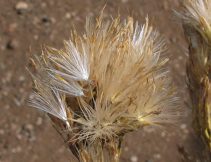 Detailed Picture 10 of Ericameria nauseosa var. mohavensis