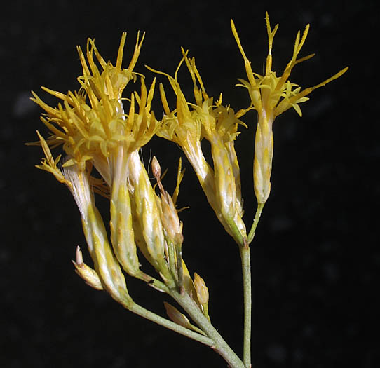 Detailed Picture 3 of Ericameria nauseosa var. mohavensis