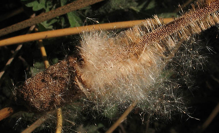 Detailed Picture 5 of Typha domingensis