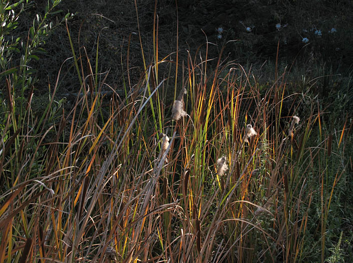 Detailed Picture 4 of Typha domingensis