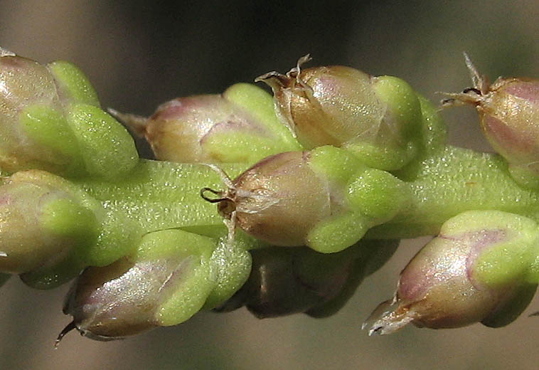 Detailed Picture 5 of Plantago major