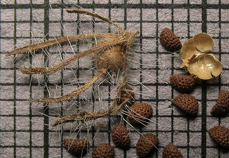 Detailed Picture 6 of Phacelia cicutaria var. hispida