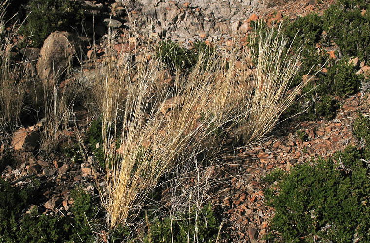 Detailed Picture 5 of Aristida adscensionis