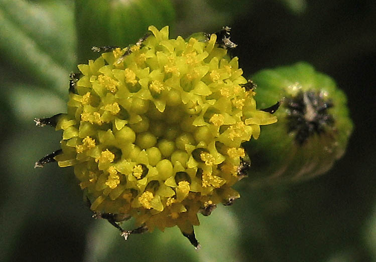 Detailed Picture 1 of Senecio vulgaris