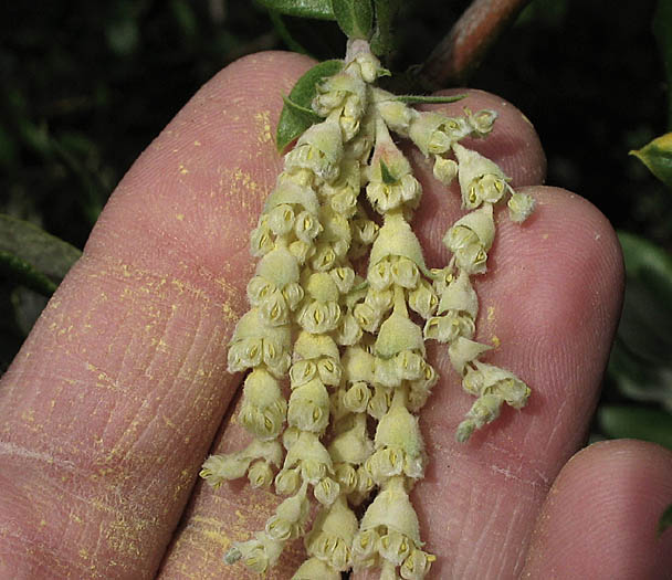 Detailed Picture 2 of Garrya veatchii