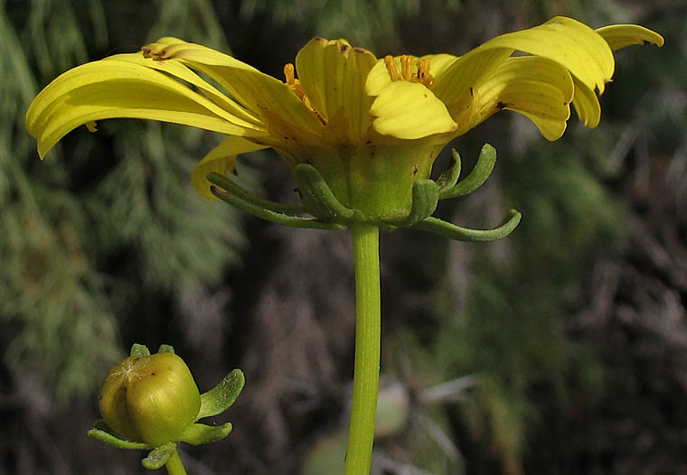 Detailed Picture 3 of Leptosyne gigantea