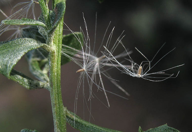 Detailed Picture 9 of Baccharis pilularis ssp. consanguinea