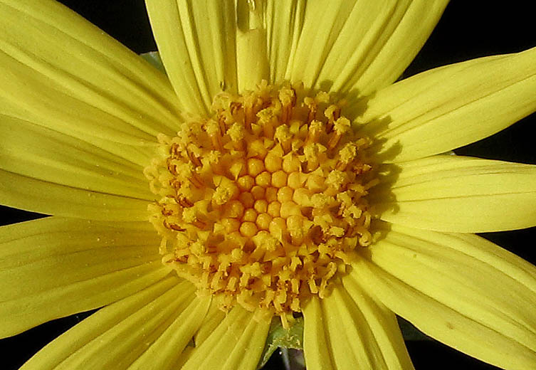 Detailed Picture 1 of Venegasia carpesioides