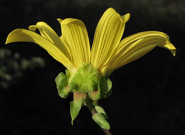 Detailed Picture 3 of Venegasia carpesioides