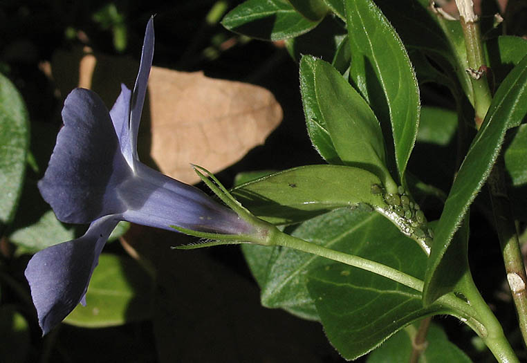 Detailed Picture 2 of Vinca major