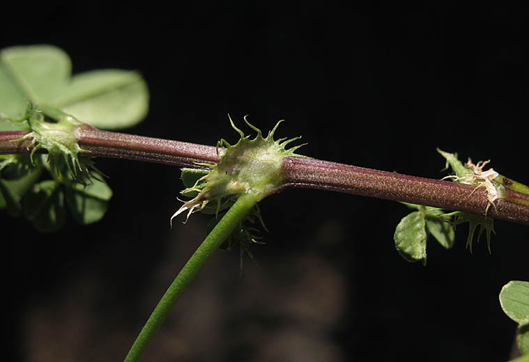 Detailed Picture 5 of Medicago polymorpha