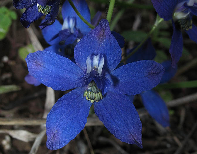 Detailed Picture 1 of Delphinium patens ssp. hepaticoideum