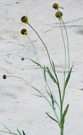 Detailed Picture 4 of Helenium puberulum