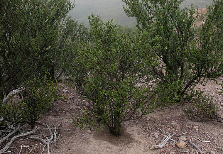 Detailed Picture 4 of Adenostoma fasciculatum var. fasciculatum