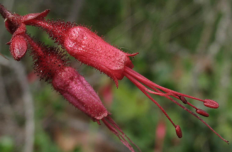 Detailed Picture 1 of Ribes speciosum